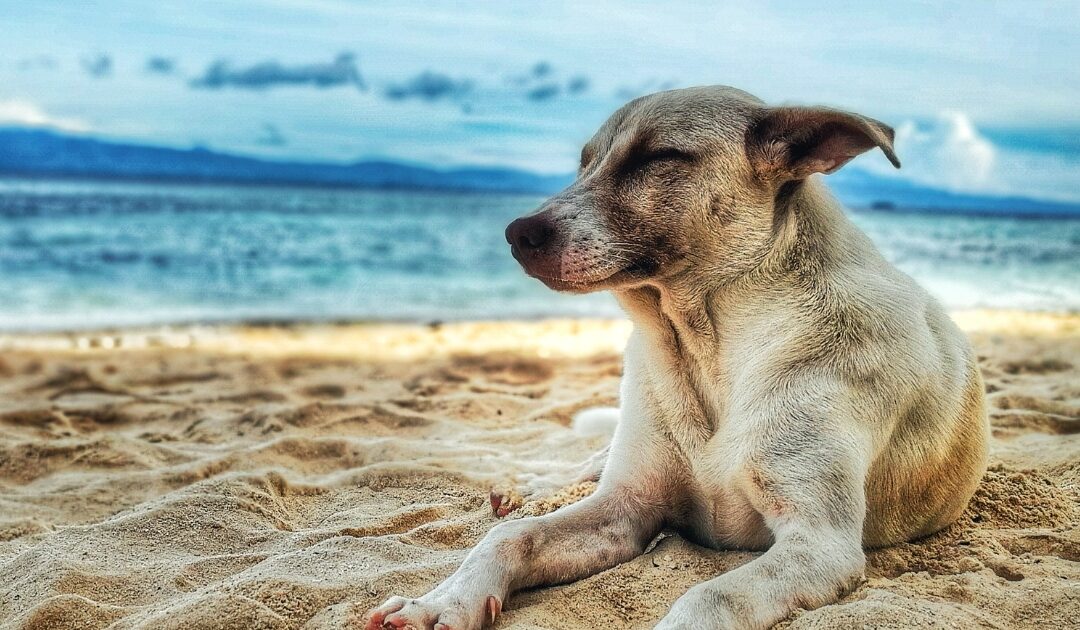 ¿Viajas con Mascota? Playas Pet-Friendly en la Costa Dorada